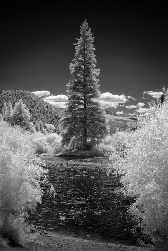 Rio Grande in Colorado