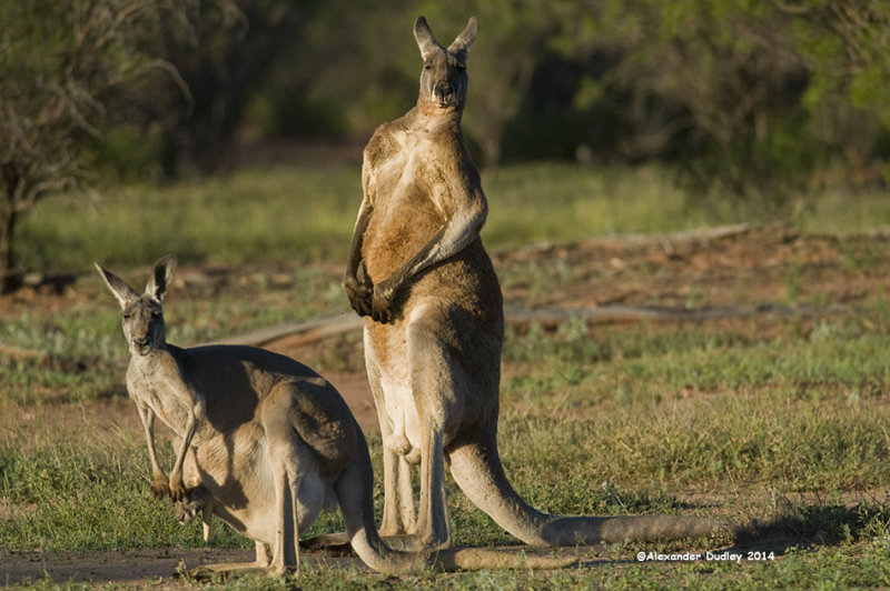 Male and female Red Kangaroo, Macropus rufus