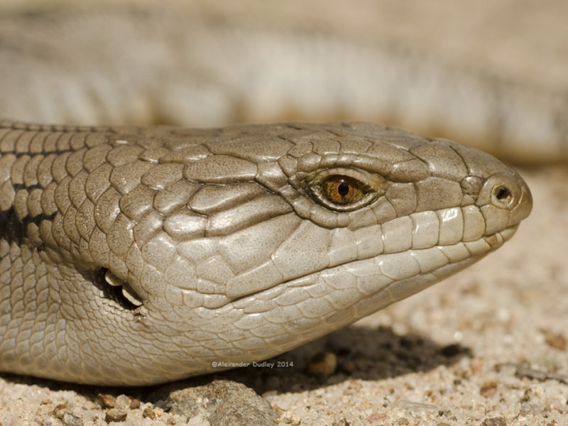 Common Bluetongue, Tiliqua scincoides