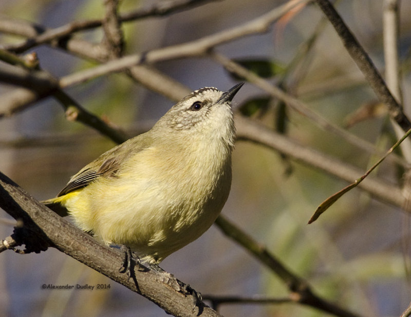 Yellow-rumped Thornbill