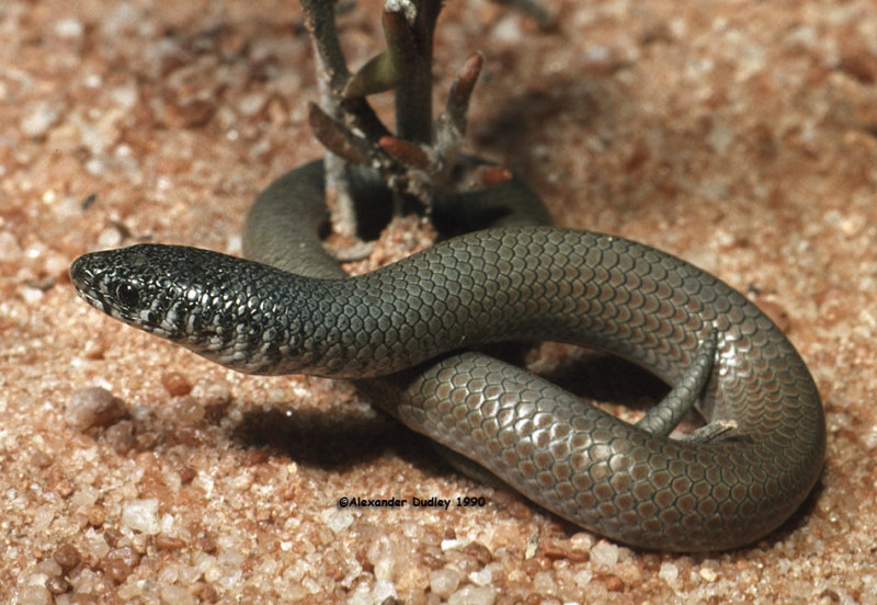 Delma australis