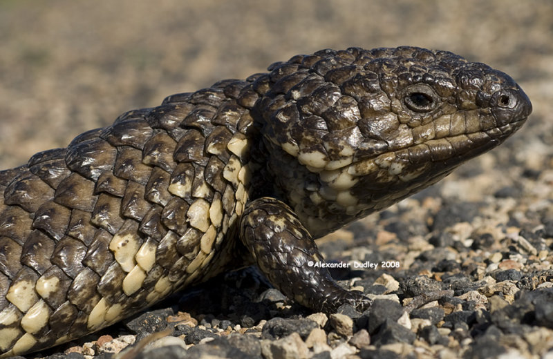 Shingleback, Tiliqua rugosa