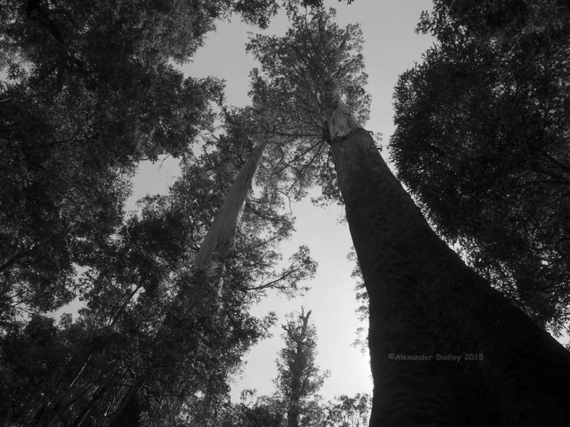 Giant trees in the Styx Valley