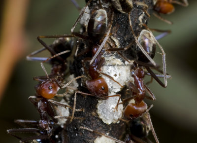 Meat Ants