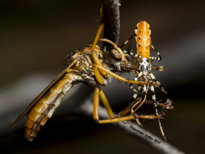 Robber Fly assassinates Assassin Bug