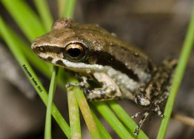 Litoria microbelos, Javelin Frog