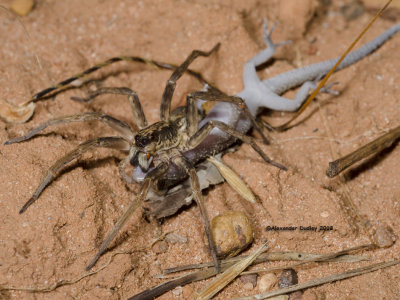 Spider vs. Gecko