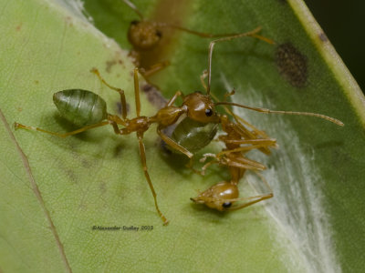 Green ants, Oecophylla smaragdina