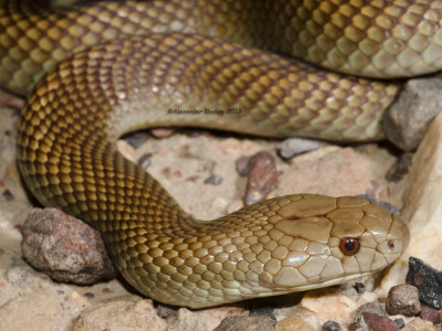 Mulga or King Brown Snake, Pseudechis australis