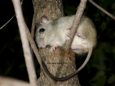 Brush-tailed Rabbit-rat, Conilurus penicillatus