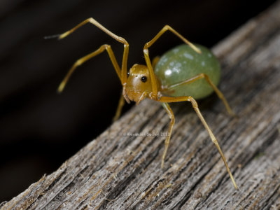 Thomisidae, green ant mimic, Amyciaea albomaculata