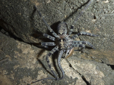 Spider eating a Carlia amax