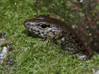 Yellow-blotched Forest Skink, Concinnia tigrinus