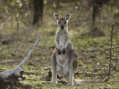 Female Common Wallaroo, Osphranter robustus