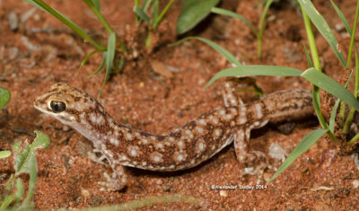 Eastern Beaked Gecko, Rhynchoedura ormsbyi