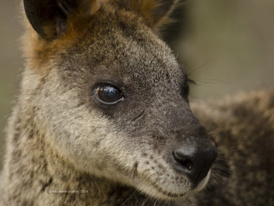 Swamp Wallaby, Wallabia bicolor