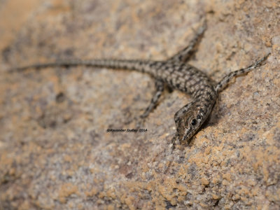 Agile Snake-eyed Skink, Cryptoblepharus zoticus