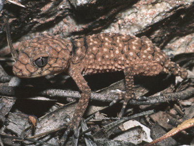 Centralian Knob-tailed gecko, Nephrurus amyae