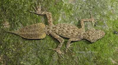 Southern Leaf-tailed Gecko Phyllurus platurus