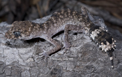 Granite Thick-tailed Gecko Uvidicolus sphyrurus