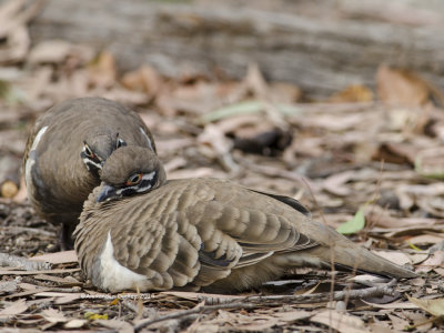 Squatter Pigeon