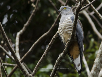 Pacific Baza or Crested Hawk