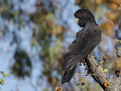 Juvenile Red-tailed Black-cockatoo