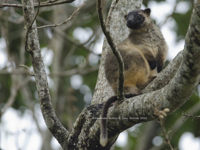 Lumholtz' Tree Kangaroo