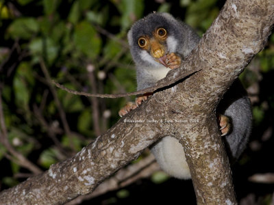 Common Spotted Cuscus