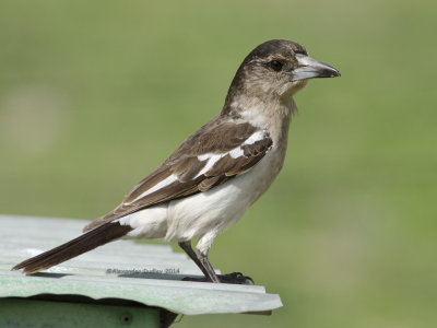 Pied Butcherbird, Juvenile