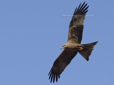 Black Kite, Milvus migrans