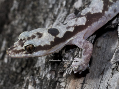 Robust Velvet Gecko, Nebulifera robusta