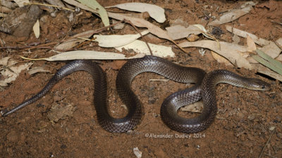 Carpentaria snake Cryptophis boschmai