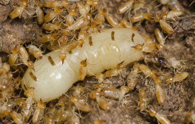 TermiteQueen, Nasutitermes