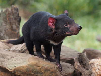 Tasmanian Devil Sarcophilus harrisii