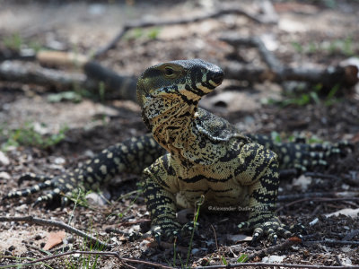 Lace Monitor, Varanus varius