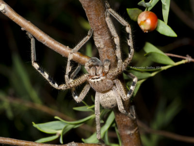 Badge Huntsman Spider, male.