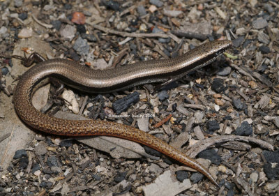 Bougainville's Slider Lerista bougainvillii