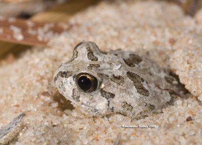 Ornate Burrowing Frog, Platyplectrum ornatum