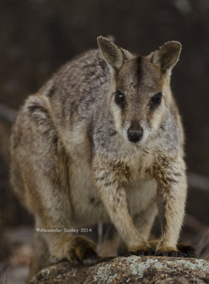 Unadorned Rock-wallaby, Petrogale inornatus