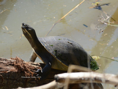 Macquarie Short-necked Turtle, Emydura macquarii