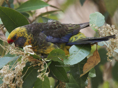 Green Rosella