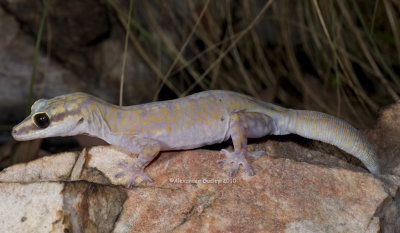 Gulf Velvet Gecko Oedura bella
