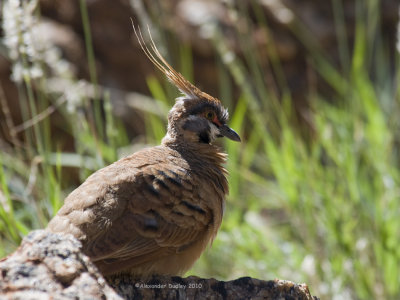 Spinifex Pigeon