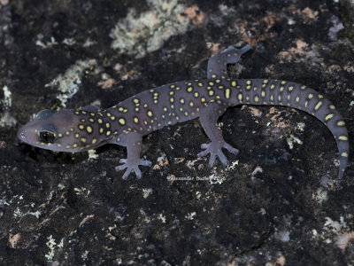 Spotted Velvet Gecko, Oedura tryoni