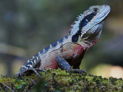 Male eastern Water Dragon, Intellagama lesueurii
