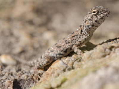 Ring-tailed Dragon Ctenophorus caudicinctus