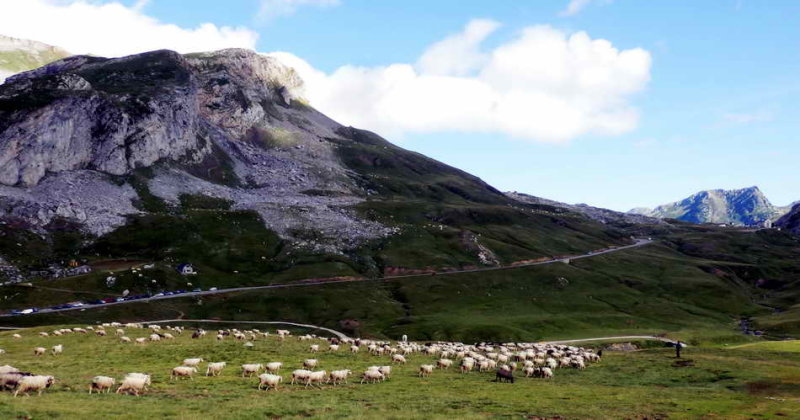 Route du Pourtalet et troupeau de moutons sous les contreforts du pic dEstremere