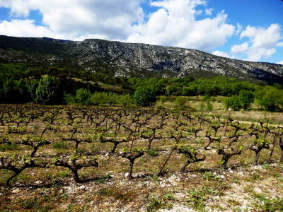 Vignoble des Cvennes, non loin du Pic St Loup
