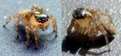 Deux frères jumeaux : la nature a de ces facéties !